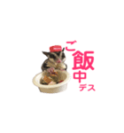 ももたろう＆きなこ（個別スタンプ：3）