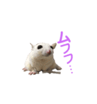 ももたろう＆きなこ（個別スタンプ：8）