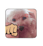 Rovi★stamp（個別スタンプ：6）