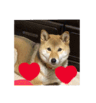 愛犬みかんちゃん 2（個別スタンプ：1）