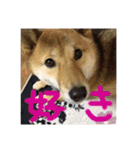 愛犬みかんちゃん 2（個別スタンプ：2）