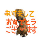 愛犬みかんちゃん 2（個別スタンプ：4）