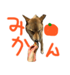 愛犬みかんちゃん 2（個別スタンプ：5）