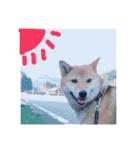 愛犬みかんちゃん 2（個別スタンプ：6）