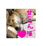 愛犬みかんちゃん 2（個別スタンプ：7）