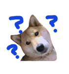 愛犬みかんちゃん 2（個別スタンプ：8）