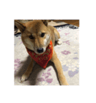 愛犬みかんちゃん 2（個別スタンプ：9）