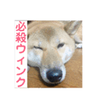 愛犬みかんちゃん 2（個別スタンプ：11）