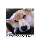 愛犬みかんちゃん 2（個別スタンプ：12）