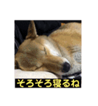 愛犬みかんちゃん 2（個別スタンプ：13）