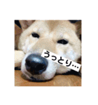 愛犬みかんちゃん 2（個別スタンプ：14）