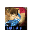 愛犬みかんちゃん 2（個別スタンプ：15）