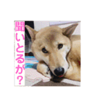 愛犬みかんちゃん 2（個別スタンプ：16）