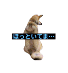 愛犬みかんちゃん 2（個別スタンプ：17）