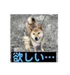 愛犬みかんちゃん 2（個別スタンプ：18）