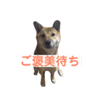 愛犬みかんちゃん 2（個別スタンプ：19）