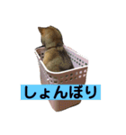 愛犬みかんちゃん 2（個別スタンプ：20）