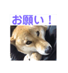 愛犬みかんちゃん 2（個別スタンプ：22）