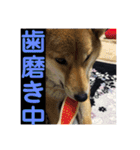 愛犬みかんちゃん 2（個別スタンプ：23）