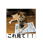 愛犬みかんちゃん 2（個別スタンプ：24）