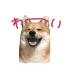 ちくちおこ（個別スタンプ：1）