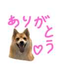 ちくちおこ（個別スタンプ：11）