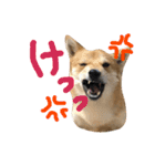ちくちおこ（個別スタンプ：16）
