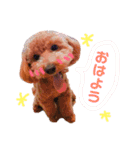 トイプードルのつくねちゃん（個別スタンプ：1）
