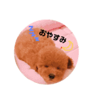 トイプードルのつくねちゃん（個別スタンプ：2）