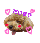 トイプードルのつくねちゃん（個別スタンプ：6）