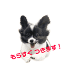 マイニチップ（個別スタンプ：1）