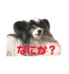 マイニチップ（個別スタンプ：3）