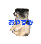 マイニチップ（個別スタンプ：5）