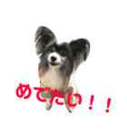 マイニチップ（個別スタンプ：6）