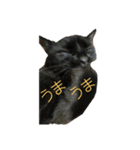 Ienonyanko（個別スタンプ：1）