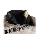 Ienonyanko（個別スタンプ：2）