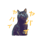 Ienonyanko（個別スタンプ：6）