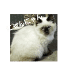 Ienonyanko（個別スタンプ：12）