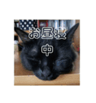 Ienonyanko（個別スタンプ：16）