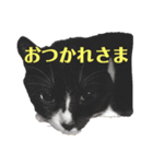 まんまるしっぽのまる（個別スタンプ：15）