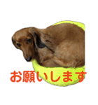 アンズまみれ（個別スタンプ：9）