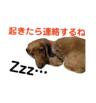 アンズまみれ（個別スタンプ：10）