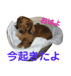 アンズまみれ（個別スタンプ：11）