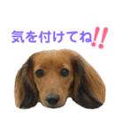 アンズまみれ（個別スタンプ：13）