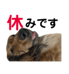 アンズまみれ（個別スタンプ：14）