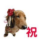 アンズまみれ（個別スタンプ：16）