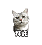 ネコネコの日常（個別スタンプ：1）