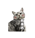 ネコネコの日常（個別スタンプ：4）