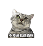 ネコネコの日常（個別スタンプ：5）
