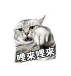 ネコネコの日常（個別スタンプ：6）